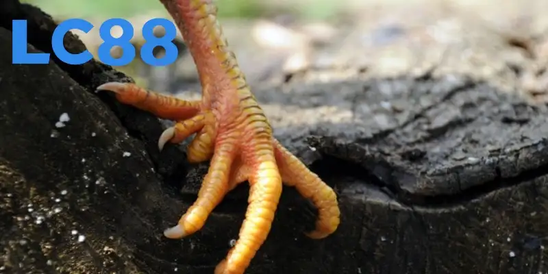 Chiến kê sở hữu vảy mé đẳng cấp