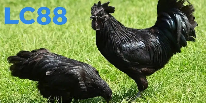 Chọn tướng gà đá qua ngoại hình