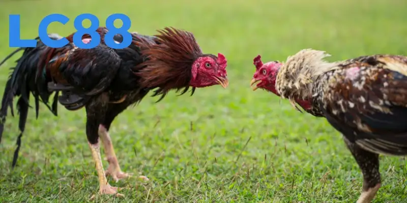 Đá gà cựa dao sống động trong từng giây phút