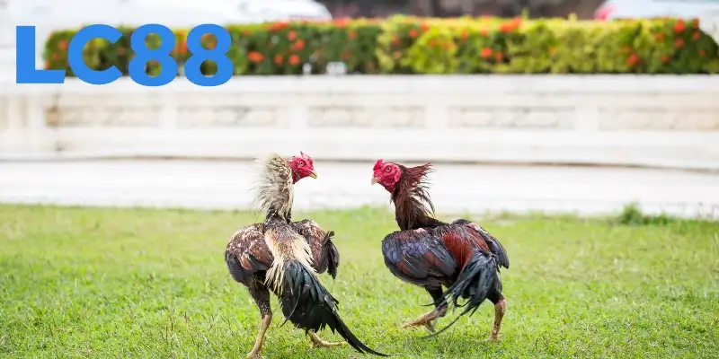 Gà nòi tham gia tranh tài cực hay