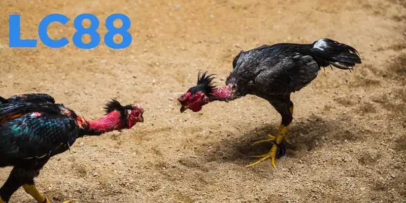 Trận đấu chọi gà truyền thống gay cấn